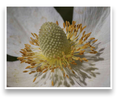 collage image title